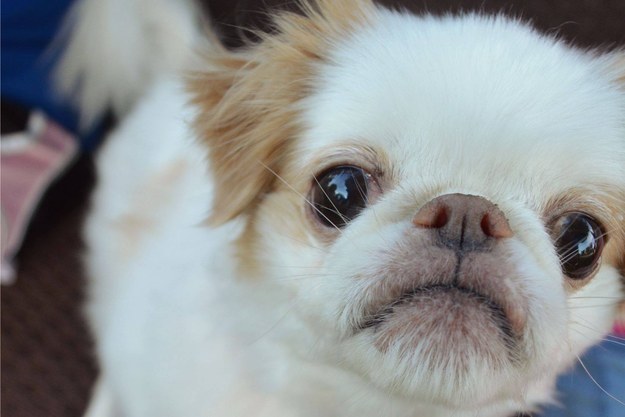 21 cuki kutyás fotó, amit neked is látnod kell ma! 21 cuki kutyás fotó, amit neked is látnod kell ma!