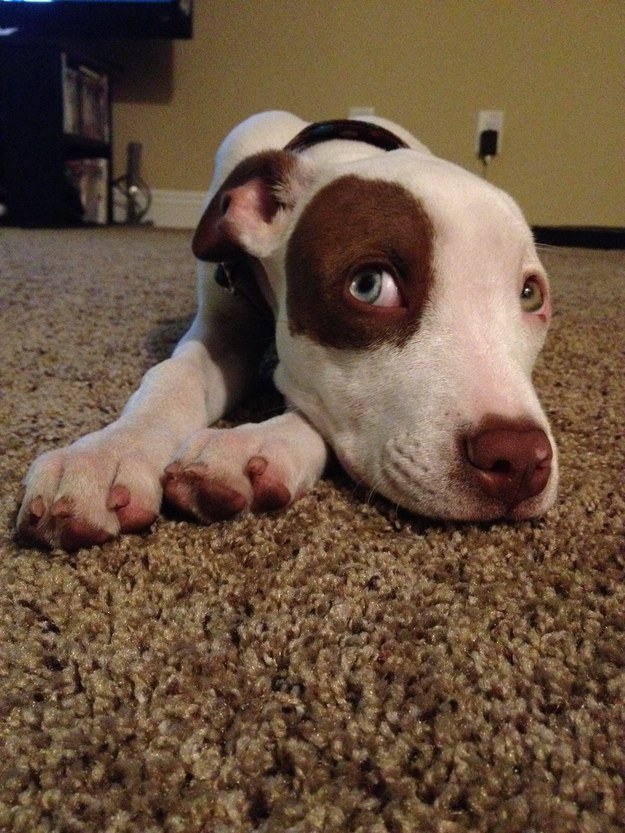 21 cuki kutyás fotó, amit neked is látnod kell ma! 21 cuki kutyás fotó, amit neked is látnod kell ma!