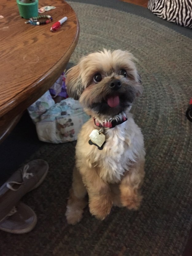 21 cuki kutyás fotó, amit neked is látnod kell ma! 21 cuki kutyás fotó, amit neked is látnod kell ma!