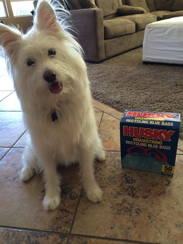 21 cuki kutyás fotó, amit neked is látnod kell ma! 21 cuki kutyás fotó, amit neked is látnod kell ma!