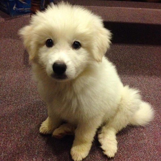 21 cuki kutyás fotó, amit neked is látnod kell ma! 21 cuki kutyás fotó, amit neked is látnod kell ma!