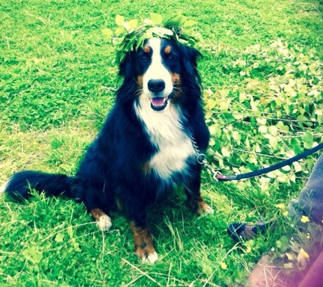 21 cuki kutyás fotó, amit neked is látnod kell ma! 21 cuki kutyás fotó, amit neked is látnod kell ma!