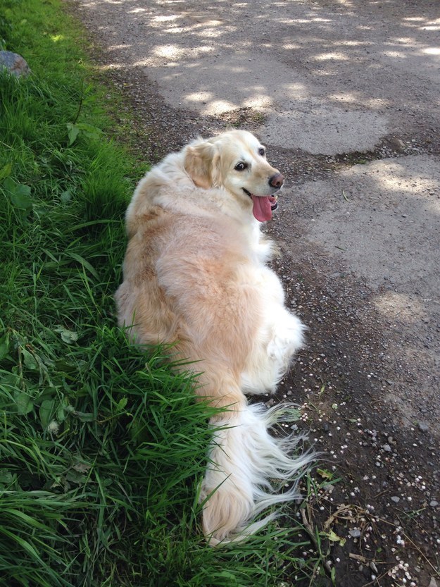 21 cuki kutyás fotó, amit neked is látnod kell ma! 21 cuki kutyás fotó, amit neked is látnod kell ma!