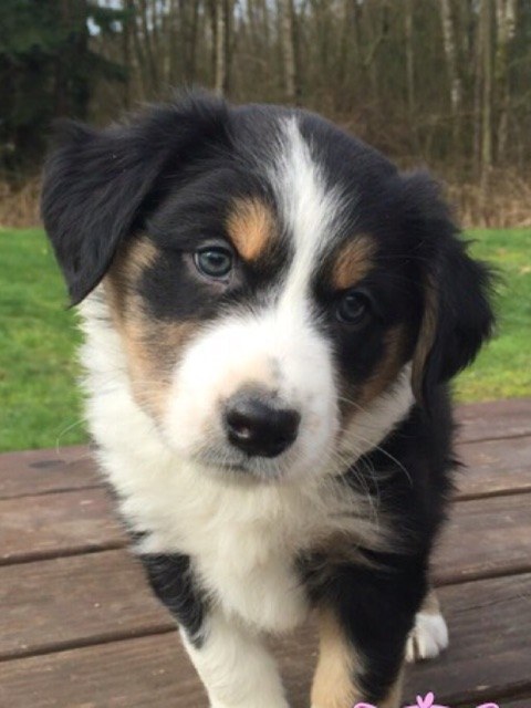 21 cuki kutyás fotó, amit neked is látnod kell ma! 21 cuki kutyás fotó, amit neked is látnod kell ma!