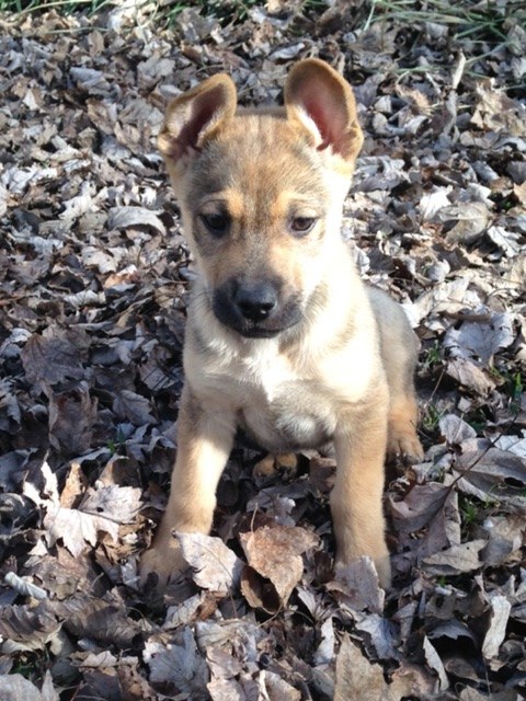 21 cuki kutyás fotó, amit neked is látnod kell ma! 21 cuki kutyás fotó, amit neked is látnod kell ma!