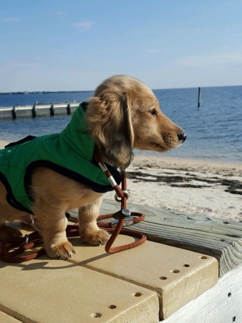 21 cuki kutyás fotó, amit neked is látnod kell ma! 21 cuki kutyás fotó, amit neked is látnod kell ma!