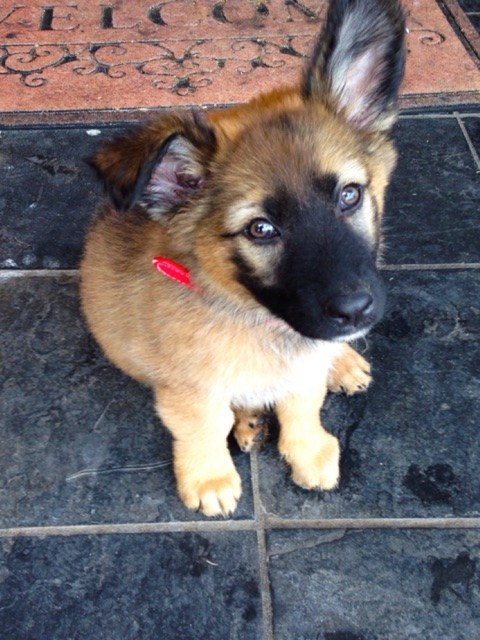 21 cuki kutyás fotó, amit neked is látnod kell ma! 21 cuki kutyás fotó, amit neked is látnod kell ma!