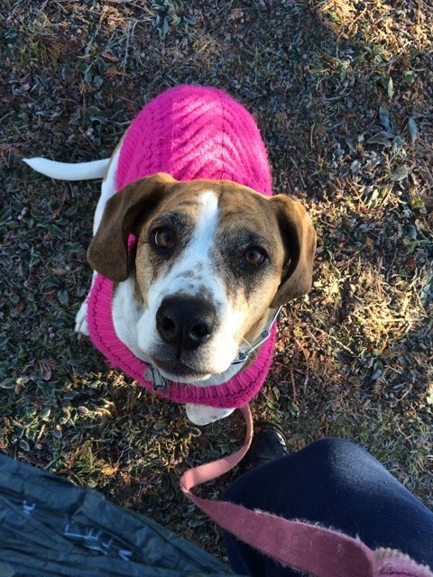 21 cuki kutyás fotó, amit neked is látnod kell ma! 21 cuki kutyás fotó, amit neked is látnod kell ma!