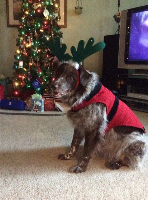 21 cuki kutyás fotó, amit neked is látnod kell ma! 21 cuki kutyás fotó, amit neked is látnod kell ma!