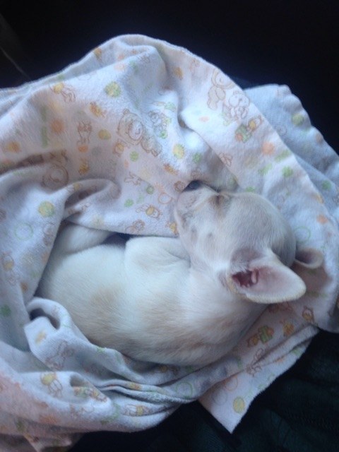 21 cuki kutyás fotó, amit neked is látnod kell ma! 21 cuki kutyás fotó, amit neked is látnod kell ma!