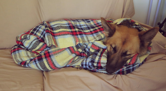 20 elképesztően aranyos takaróba tekert állat