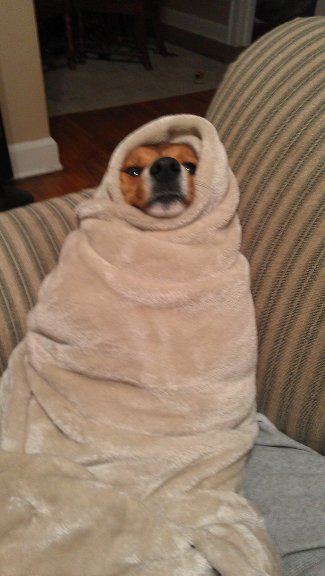 20 elképesztően aranyos takaróba tekert állat