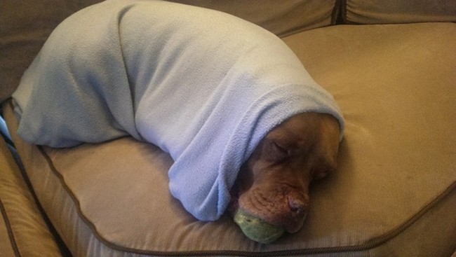 20 elképesztően aranyos takaróba tekert állat