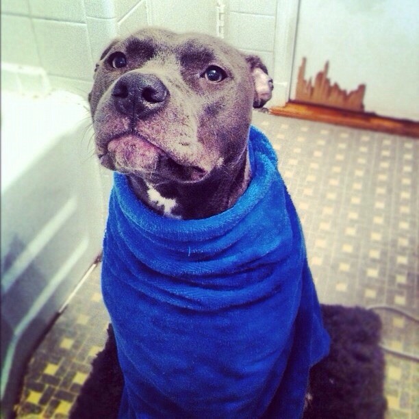 20 elképesztően aranyos takaróba tekert állat