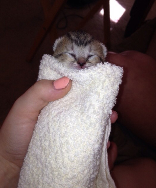 20 elképesztően aranyos takaróba tekert állat