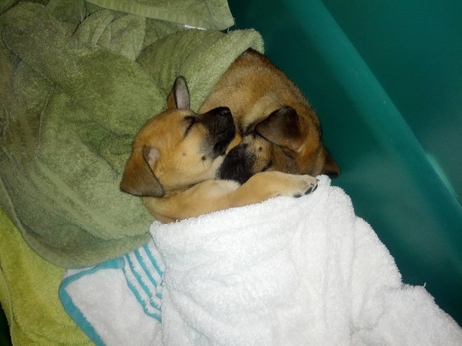 20 elképesztően aranyos takaróba tekert állat