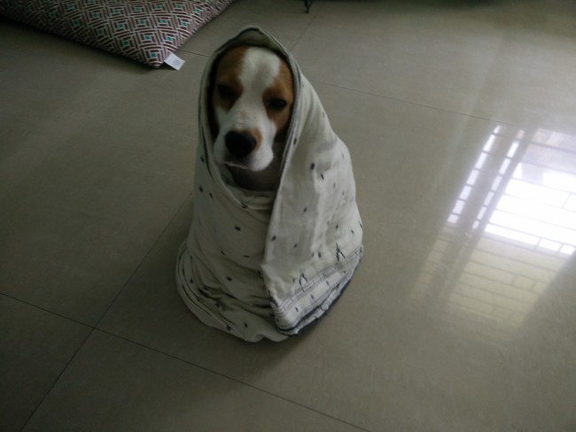 20 elképesztően aranyos takaróba tekert állat