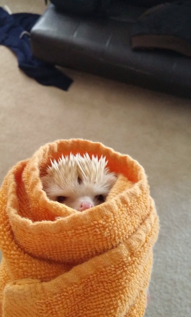 20 elképesztően aranyos takaróba tekert állat