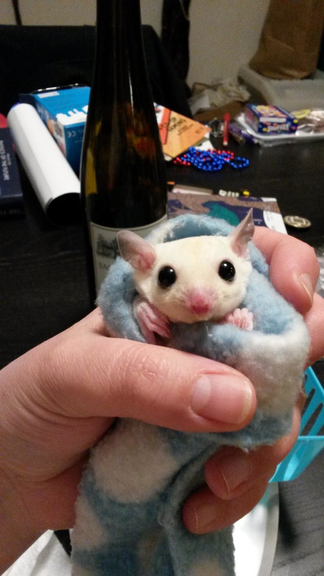 20 elképesztően aranyos takaróba tekert állat