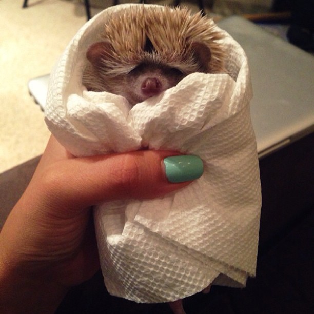 20 elképesztően aranyos takaróba tekert állat