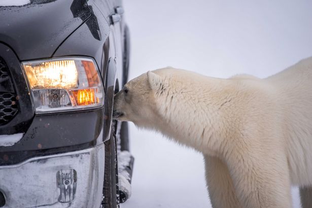 Jegesmedve környékezte meg az autójában remegő turistát – cuki képek