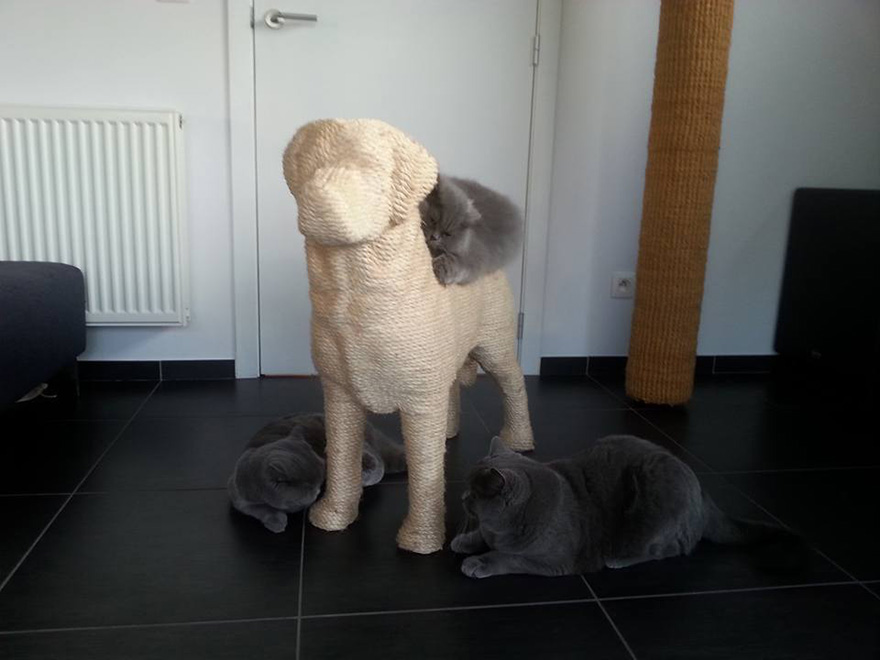 Kutya alakú bábukon vezethetik le a feszültséget a macskák