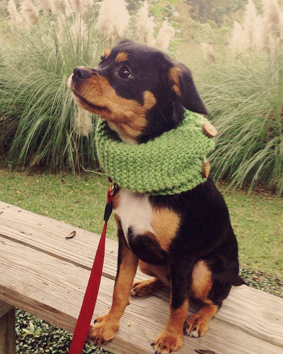 A legmókásabb karácsonyi ajándékok kutyáknak