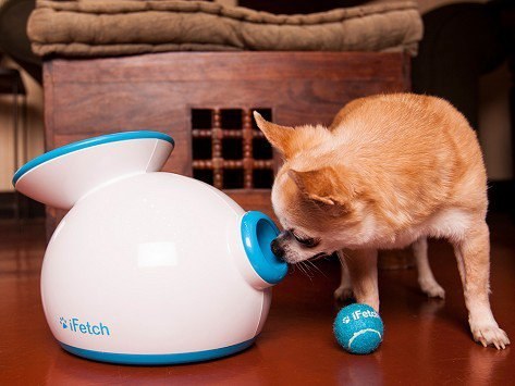 A legmókásabb karácsonyi ajándékok kutyáknak