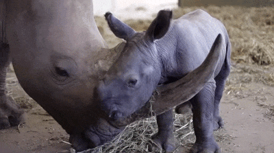 15 állat, akik több ideig várandósak, mint az emberek