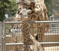 15 állat, akik több ideig várandósak, mint az emberek