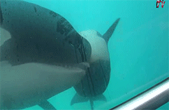 15 állat, akik több ideig várandósak, mint az emberek