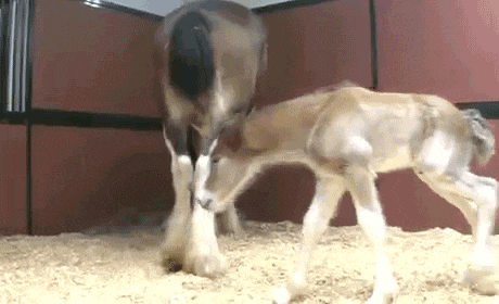 15 állat, akik több ideig várandósak, mint az emberek