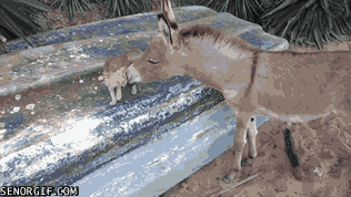 15 állat, akik több ideig várandósak, mint az emberek