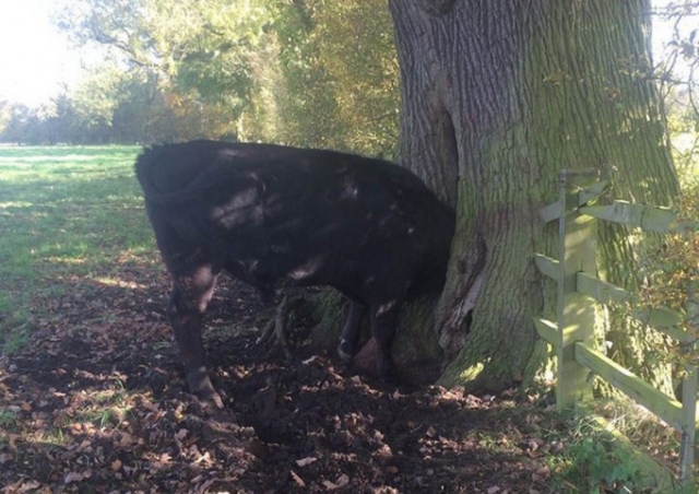 10 állat, akik elég szorult helyzetbe kerültek 2015-ben