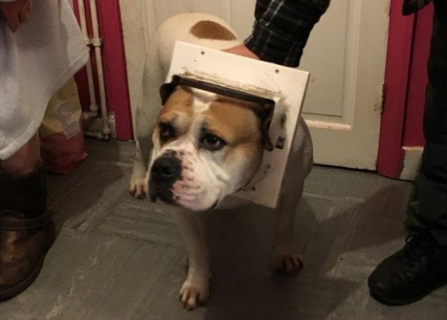 10 állat, akik elég szorult helyzetbe kerültek 2015-ben