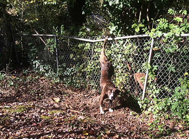 10 állat, akik elég szorult helyzetbe kerültek 2015-ben
