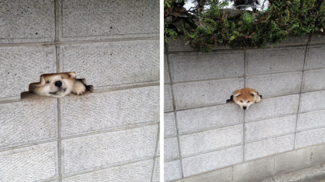 10 állat, akik elég szorult helyzetbe kerültek 2015-ben