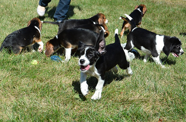 Megszülettek a világ első mesterséges megtermékenyítéssel fogant kutyái