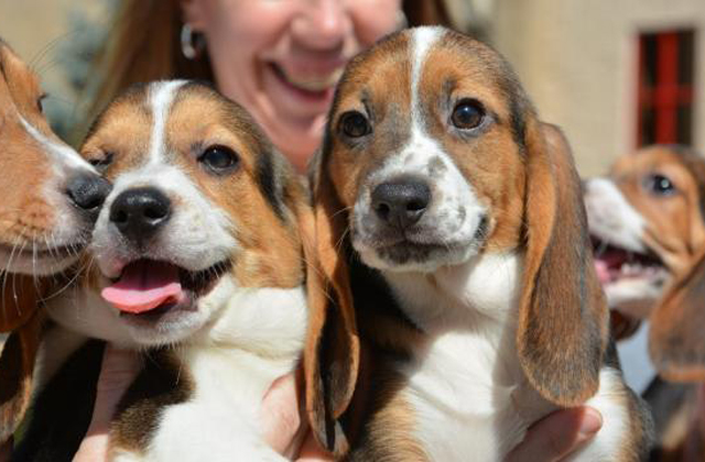 Megszülettek a világ első mesterséges megtermékenyítéssel fogant kutyái