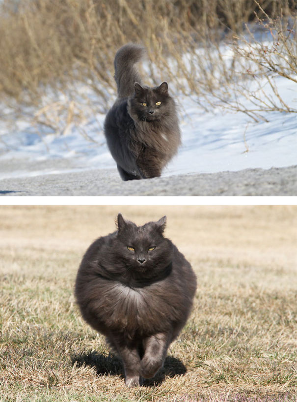 Íme a világ 20 legszőrösebb macskája - kép