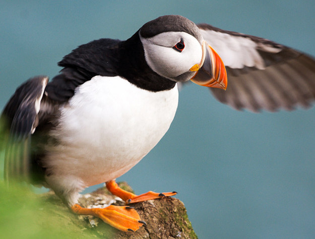 Ismerd meg a világ legszomorúbb madarát, a lundát! – cuki képek