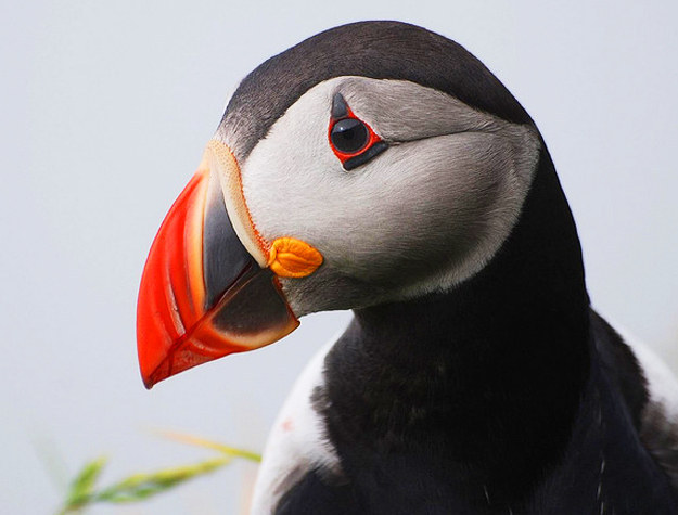 Ismerd meg a világ legszomorúbb madarát, a lundát! – cuki képek