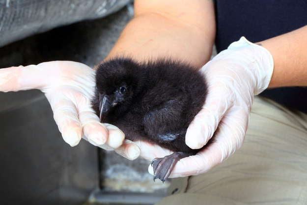 Ismerd meg a világ legszomorúbb madarát, a lundát! – cuki képek