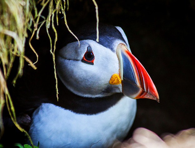 Ismerd meg a világ legszomorúbb madarát, a lundát! – cuki képek