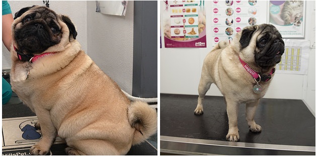 A kutya-fitness club segített ezeknek a kutyáknak a fogyásban – képek