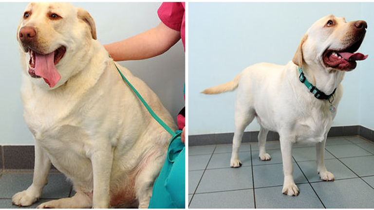 A kutya-fitness club segített ezeknek a kutyáknak a fogyásban – képek