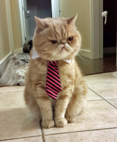 Ők voltak 2015 legfurcsább és egyben legviccesebb macskái