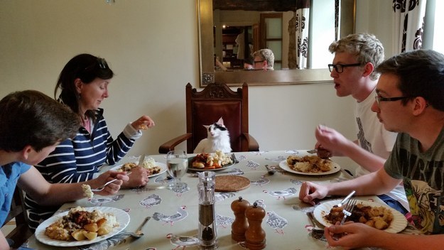 Ők voltak 2015 legfurcsább és egyben legviccesebb macskái