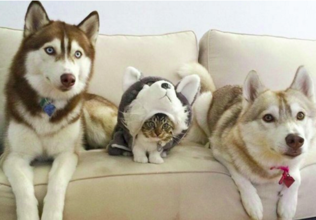 Ők voltak 2015 legfurcsább és egyben legviccesebb macskái