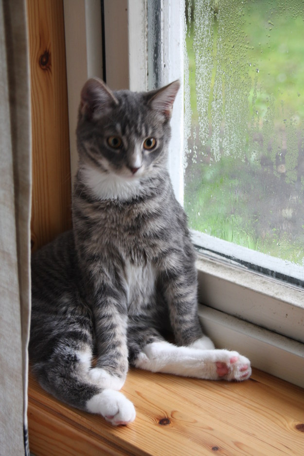 Ők voltak 2015 legfurcsább és egyben legviccesebb macskái